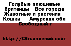 Голубые плюшевые британцы - Все города Животные и растения » Кошки   . Амурская обл.,Свободный г.